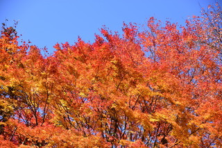 DSC_8433.jpg