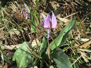 IMG_2921.JPG